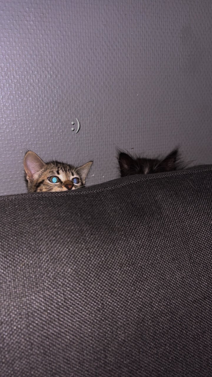 Kittens (vrouwtjes)