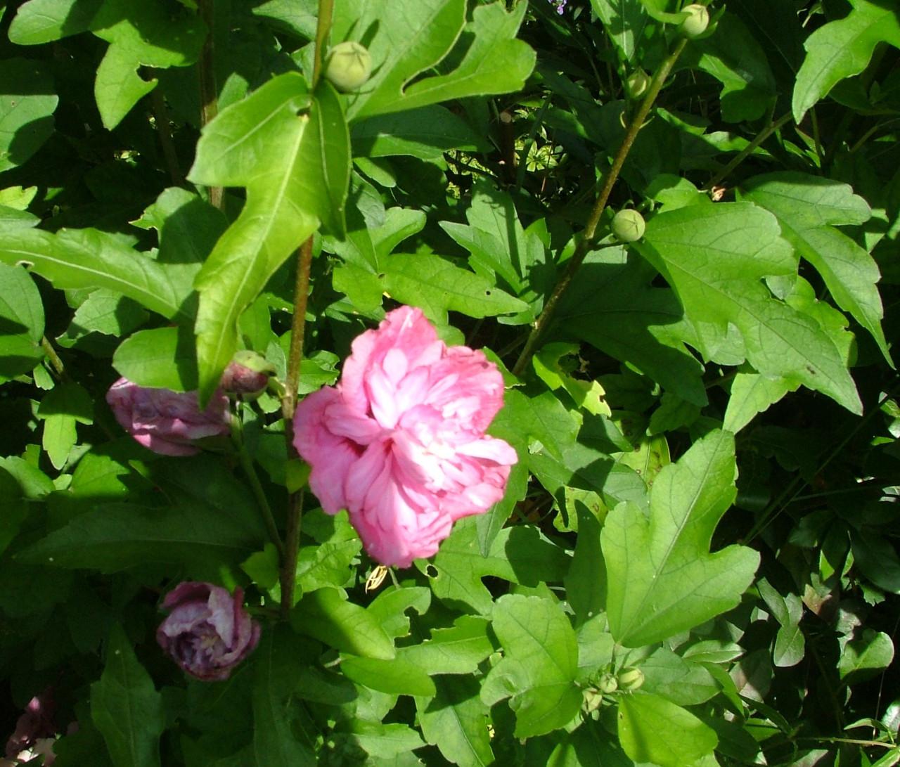 Hibiscus