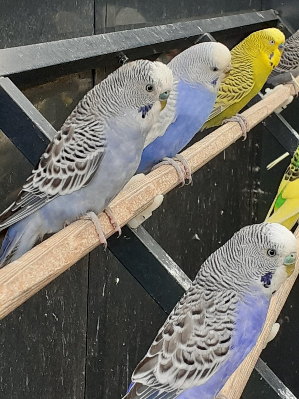 Diverse kleuren jonge grasparkieten