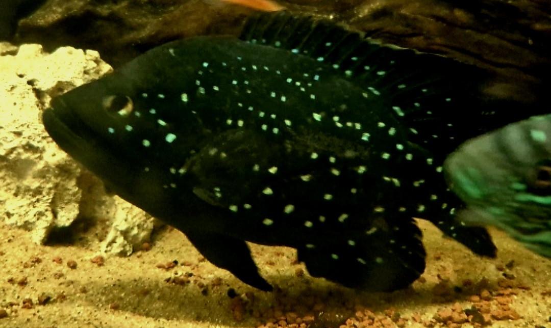 Afrikaanse Black Diamond cichliden