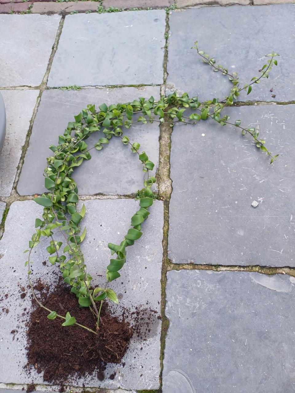 Mooie, jonge LIPSTICKplant (Aeschynanthus) met 6 scheuten