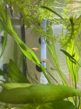 Platys