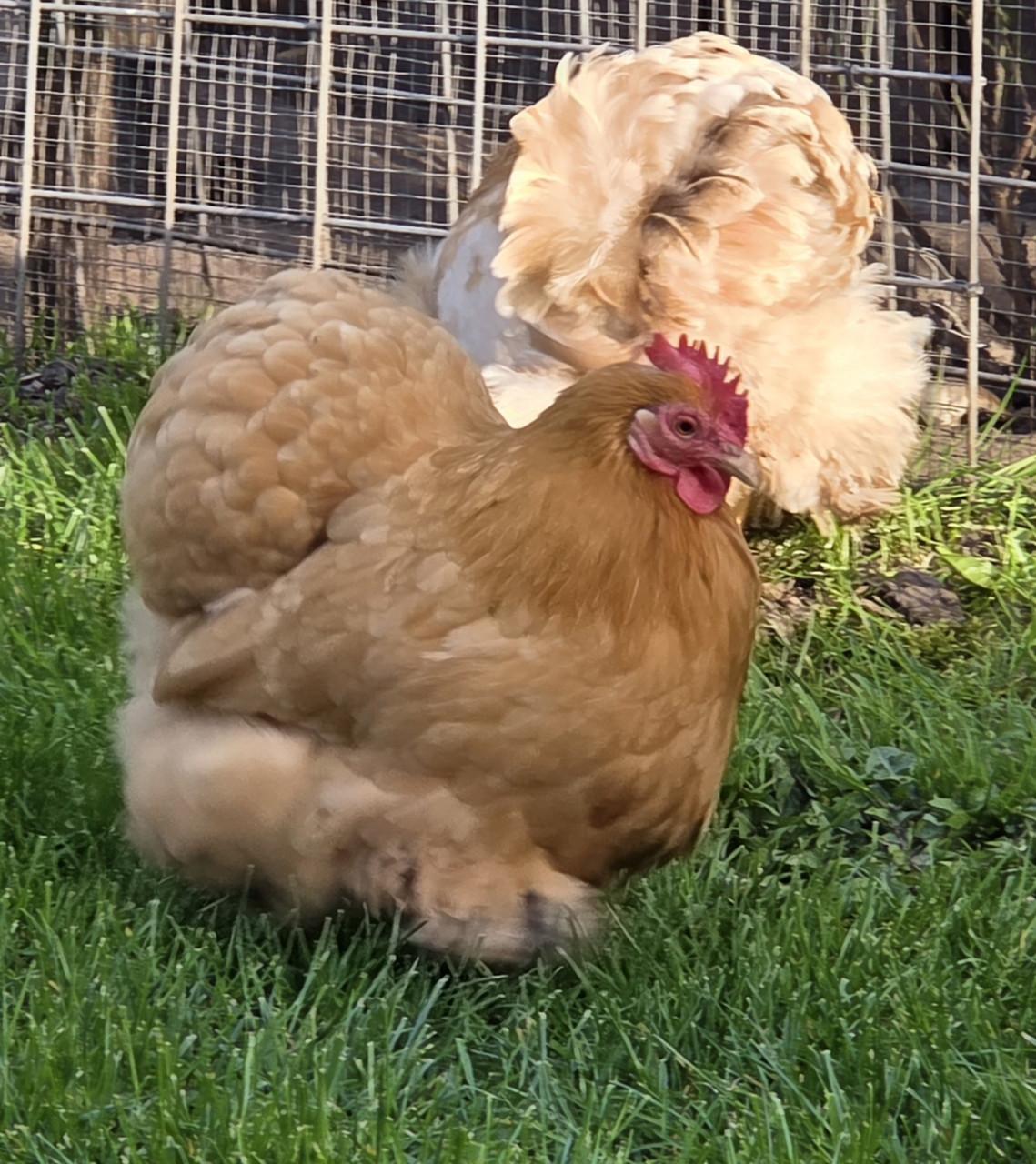 3 hen cochin kriel buff kleur