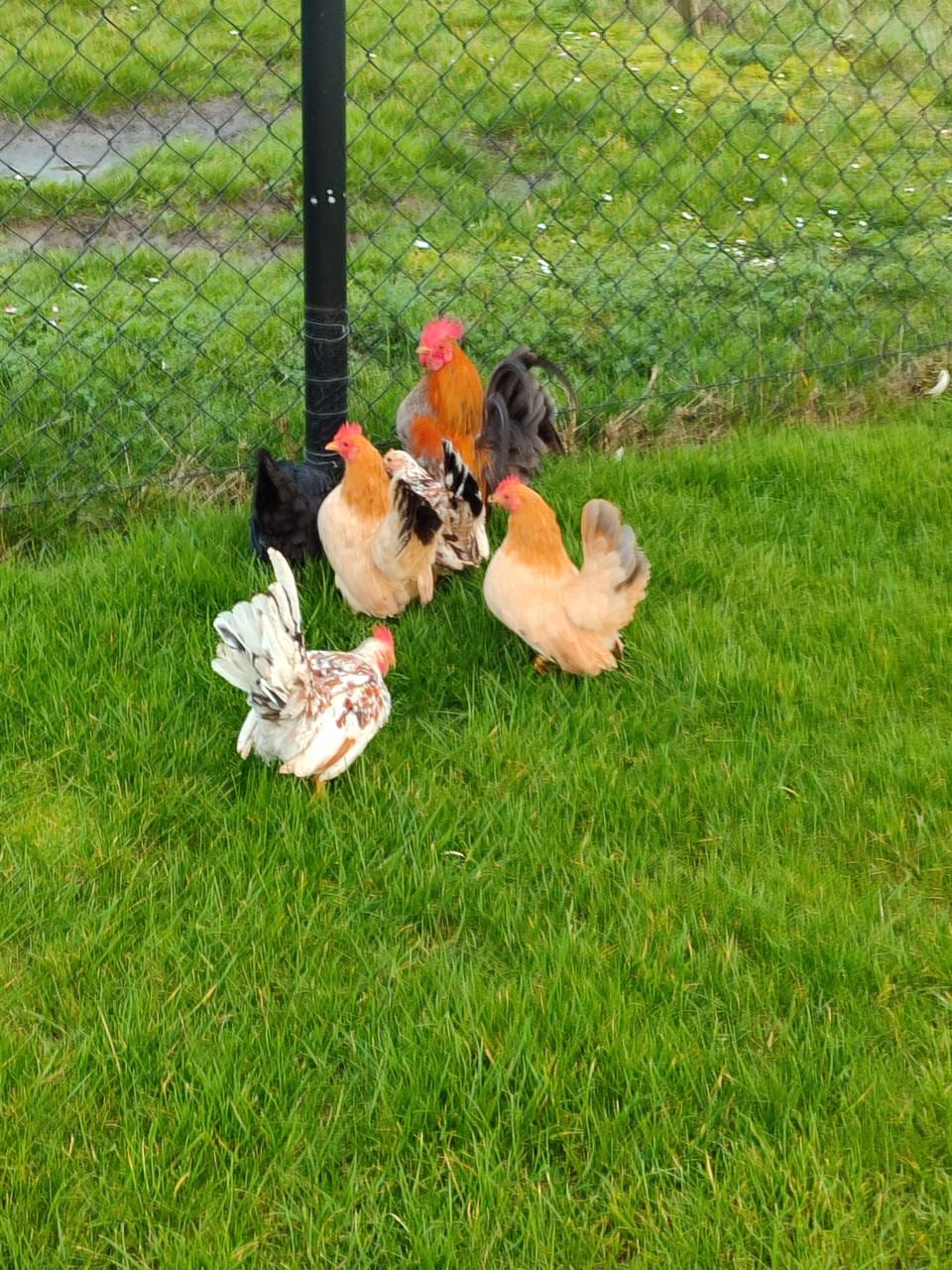 Mooie Serama hanen en hennen.