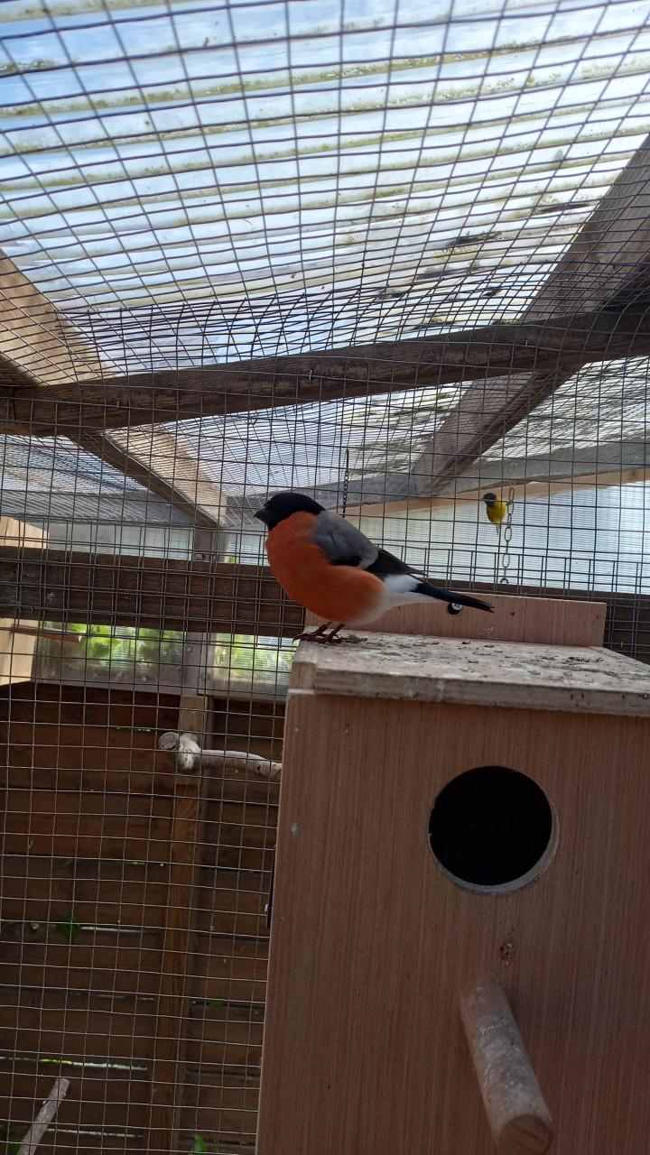 Noordse goudvink man