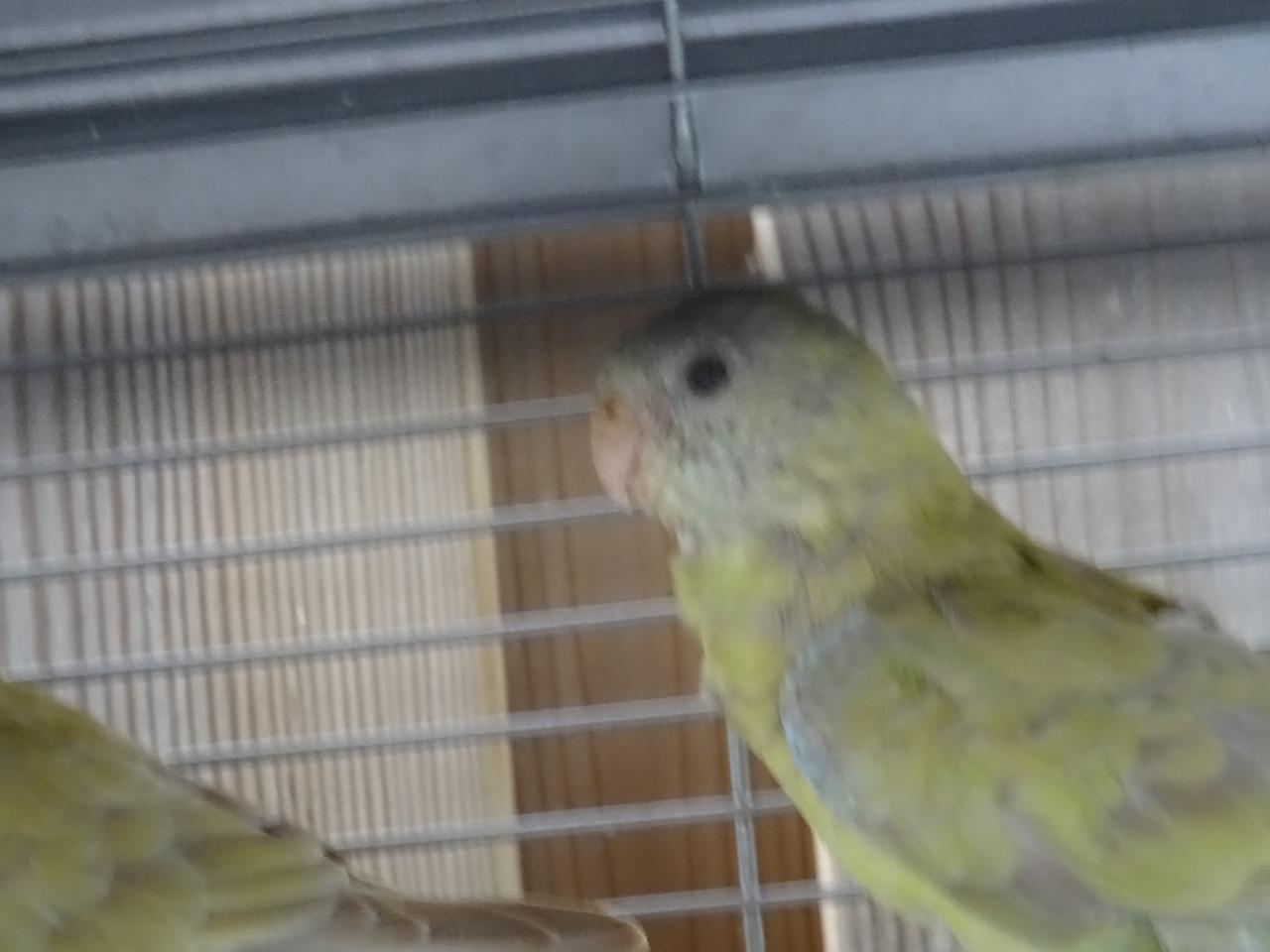 Te koop nog twee mooie Roodrug - Parkieten broedrijp pas ontwormd !!