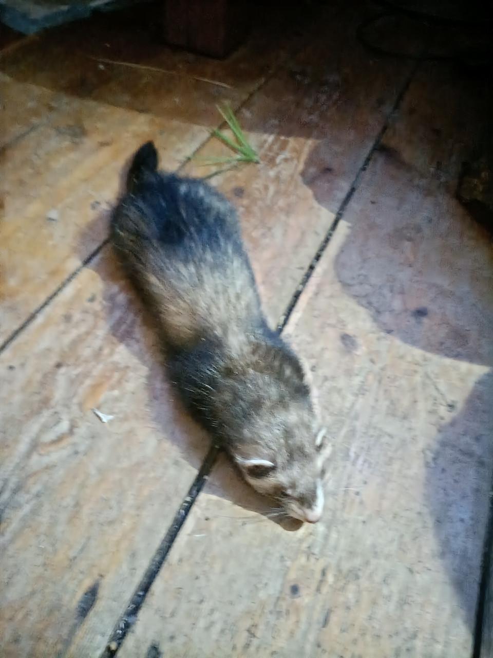 FRET VERMIST!! Beloning €250,-