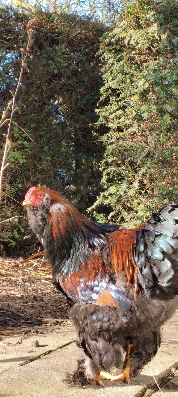 Brahma haan met baard (rood) zoekt goed huis