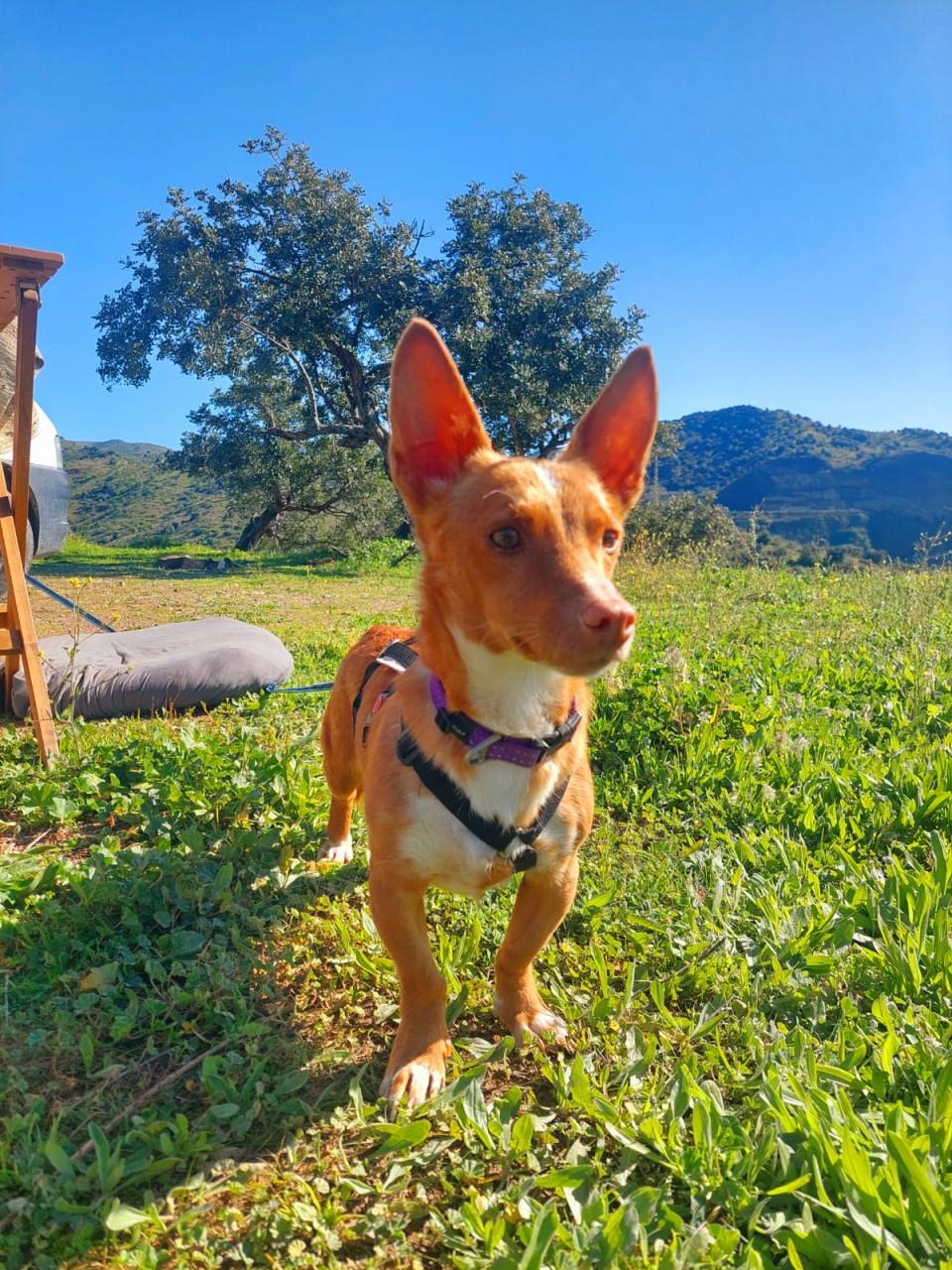 Lennie en Lennox zoeken een lief baasje!