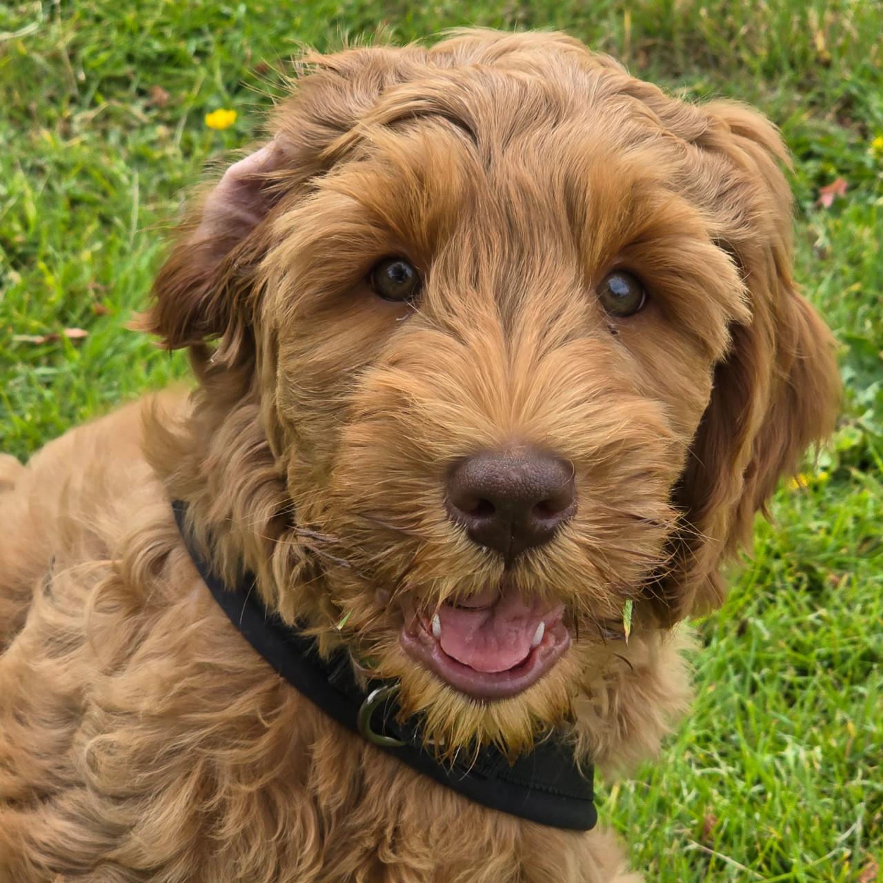 Australian labradoodle pup