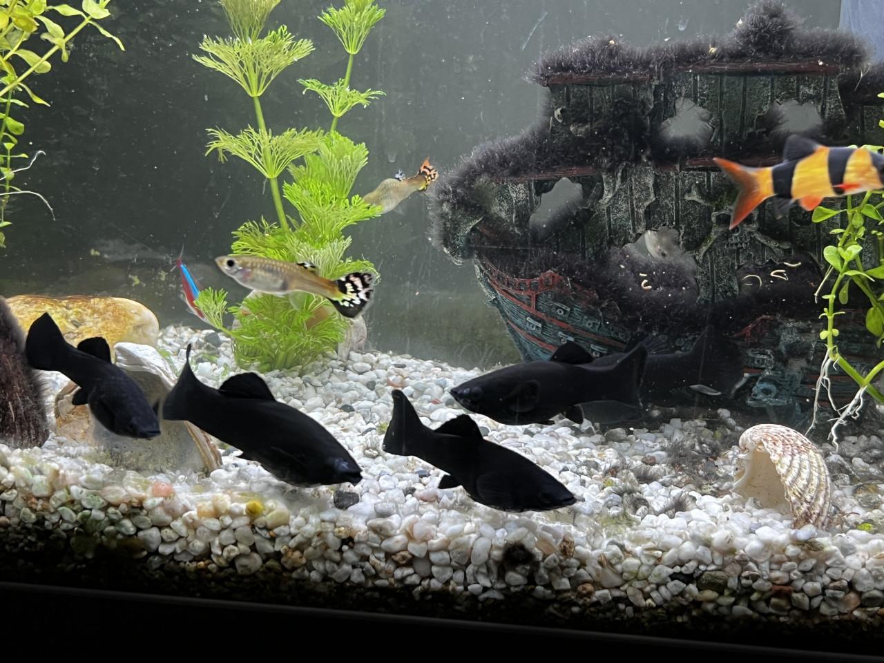 Guppy’s & Black Molly’s