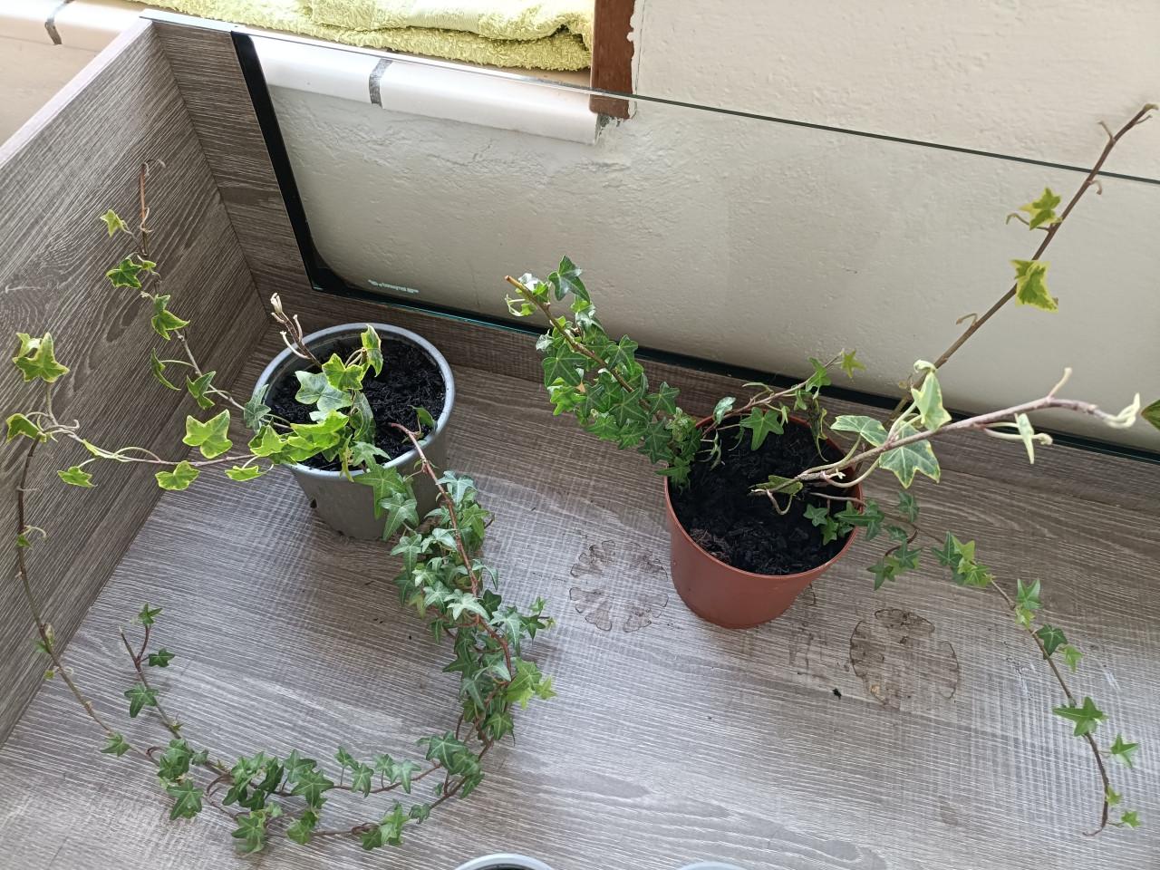 Hedra plantjes kamerplantjes