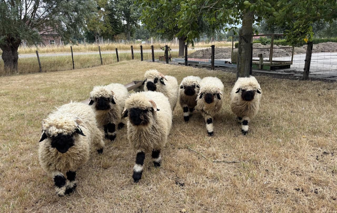 Bijzondere Walliser Schwarznase schapen
