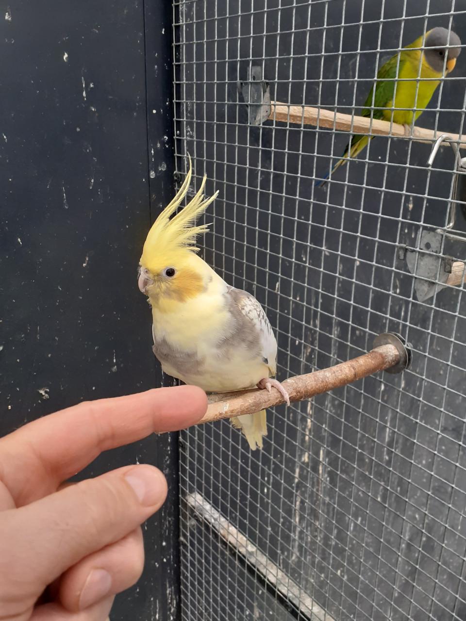 Onverwant jong koppel valkparkieten 2025