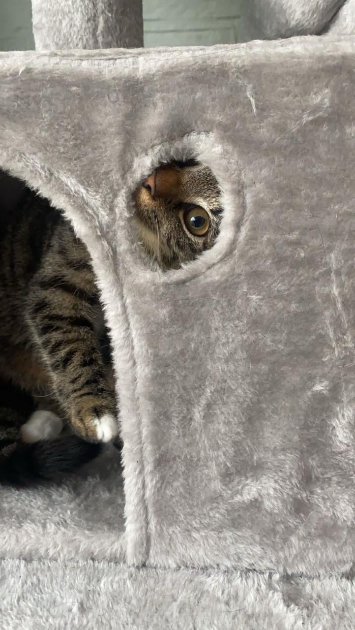 Bilou en Bailey zoeken een goud mandje