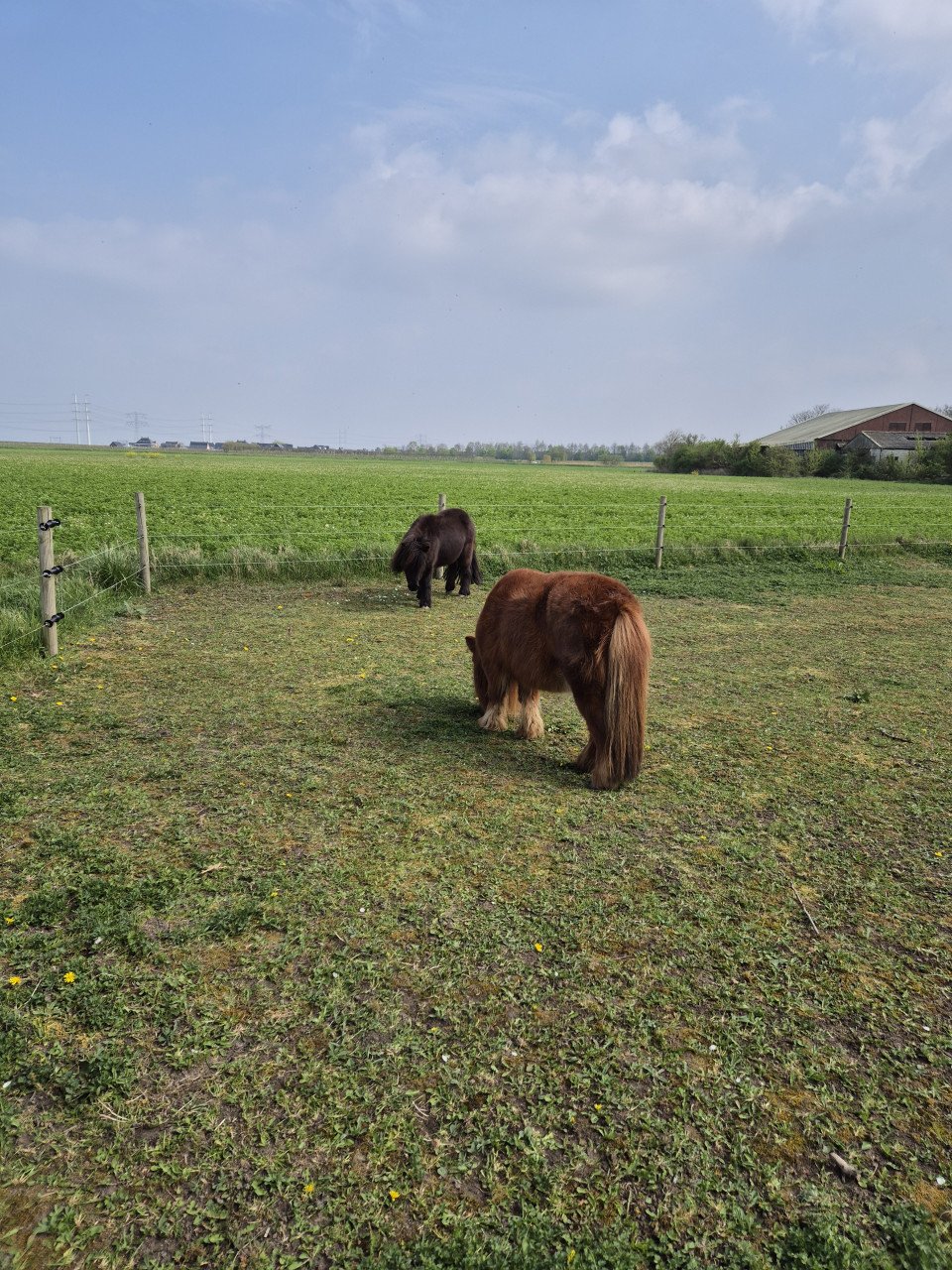 2 shetlanders