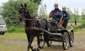 Menbewijs cursus enkelspan paard