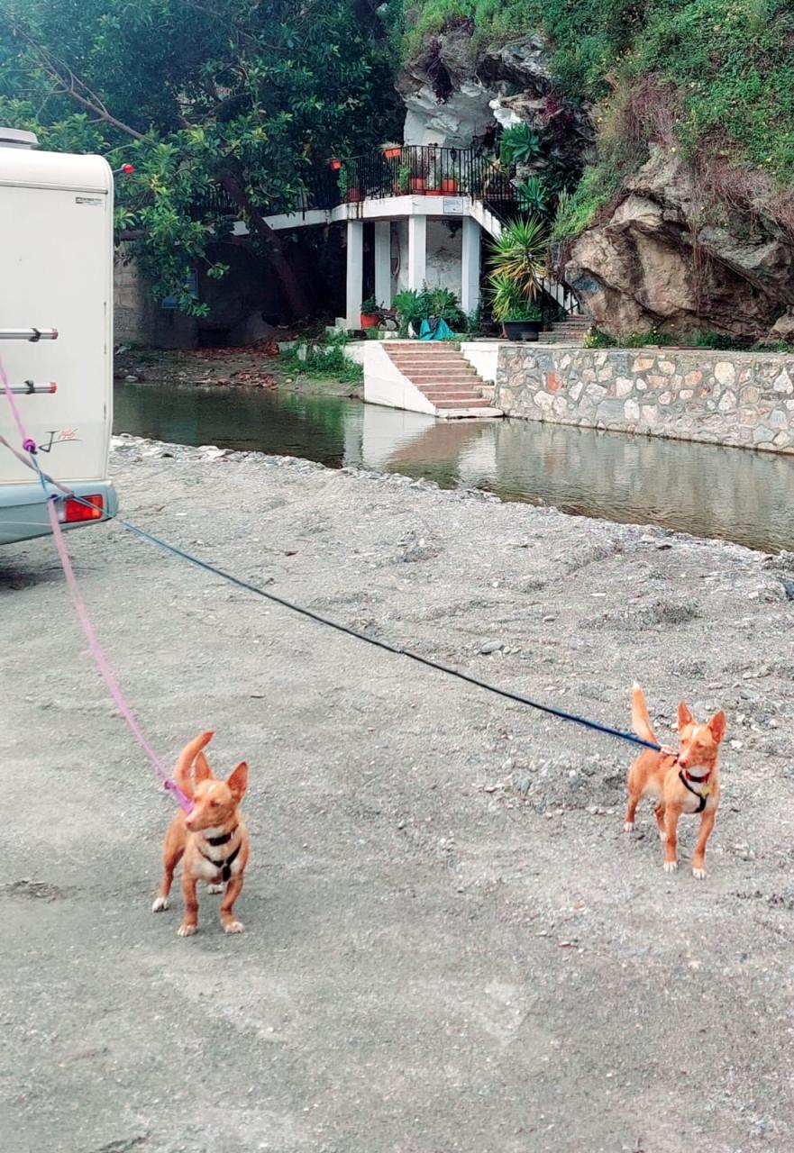 Lennie en Lennox zoeken een lief baasje!