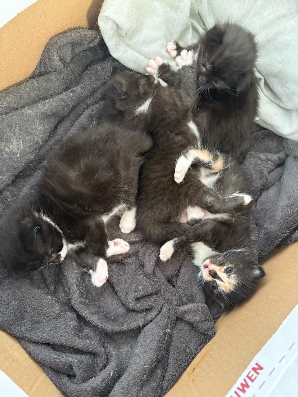 Nog 2 kittens te koop