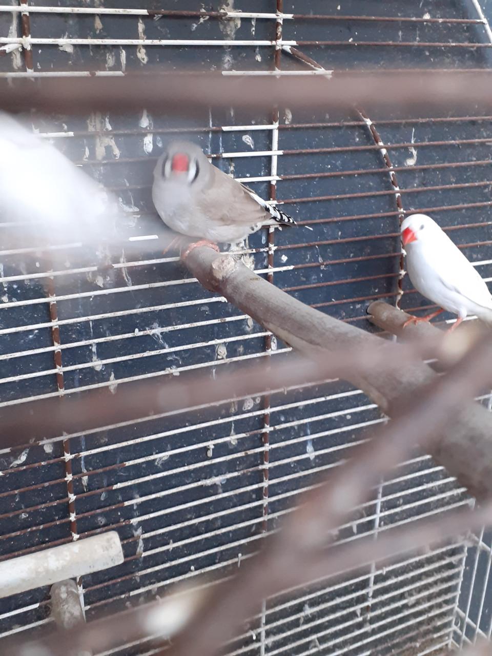 Grote zebravinken 2025