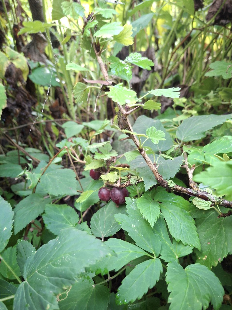 Kruisbes