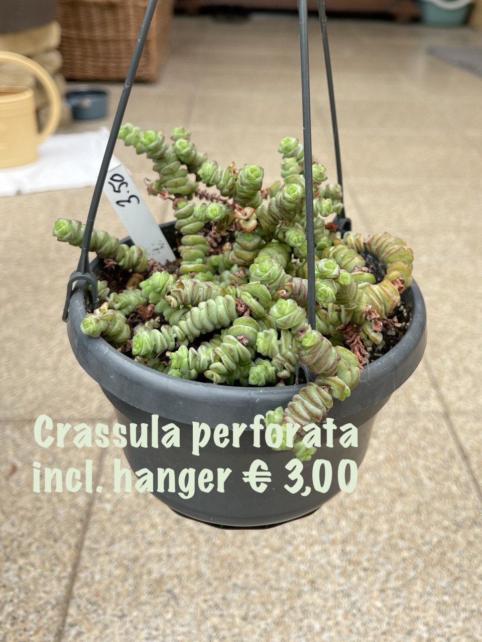 Planten