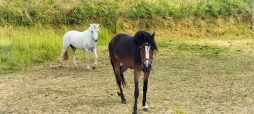 3 jarige Welsh merrie