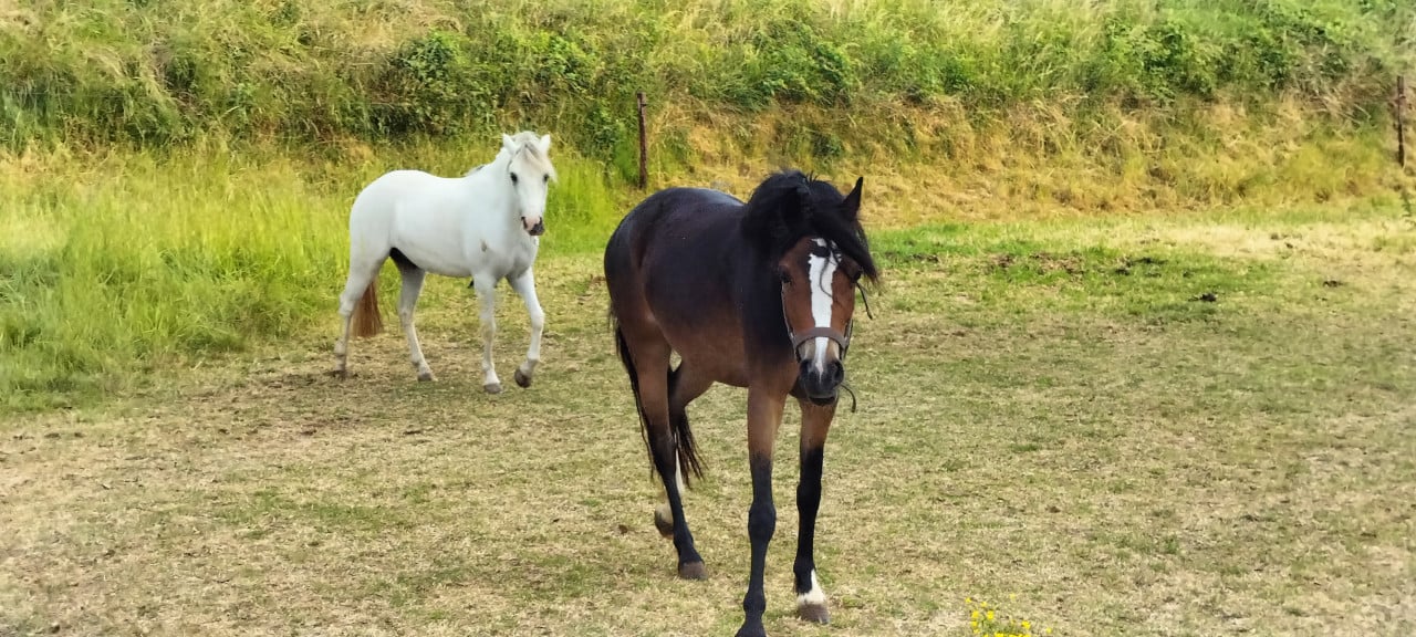 3 jarige Welsh merrie