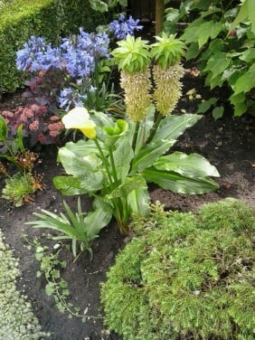 Eucomus Ananasplant