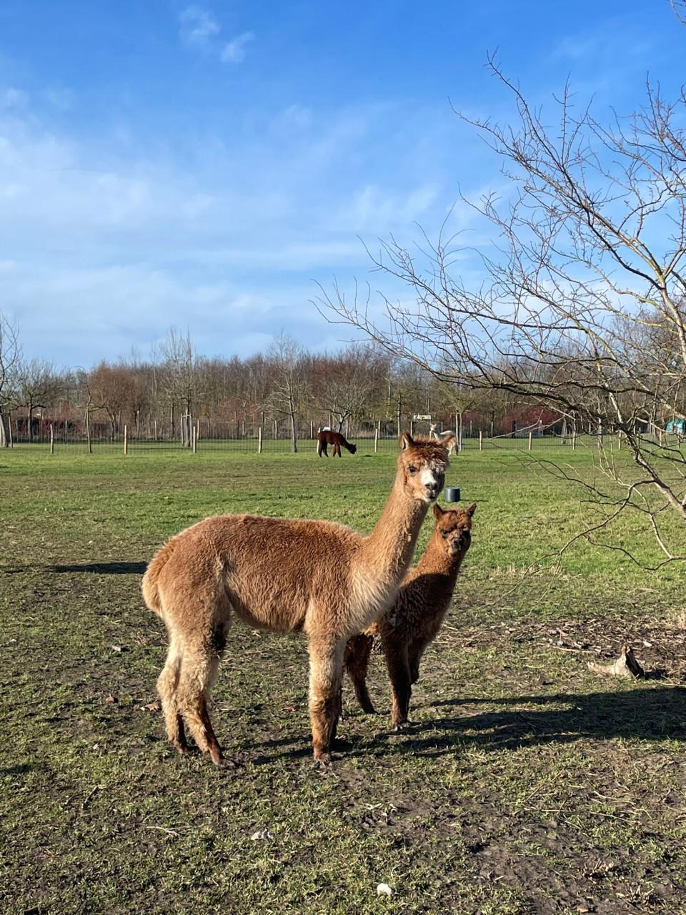 Alpaca merrie met dochter