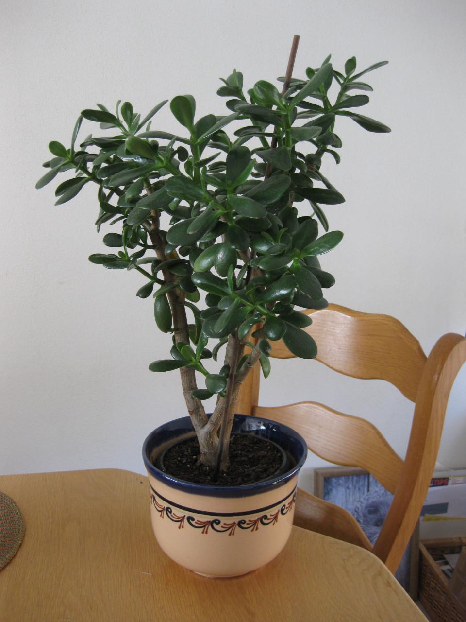 MOOIE RUBBERPLANT MET SIERPOT