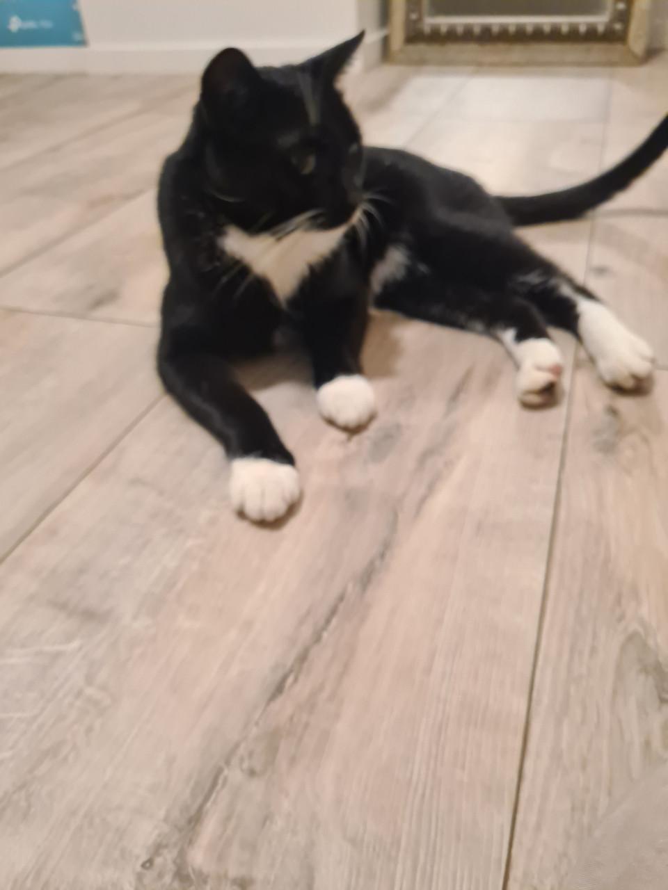 Otis zoekt fijn thuis