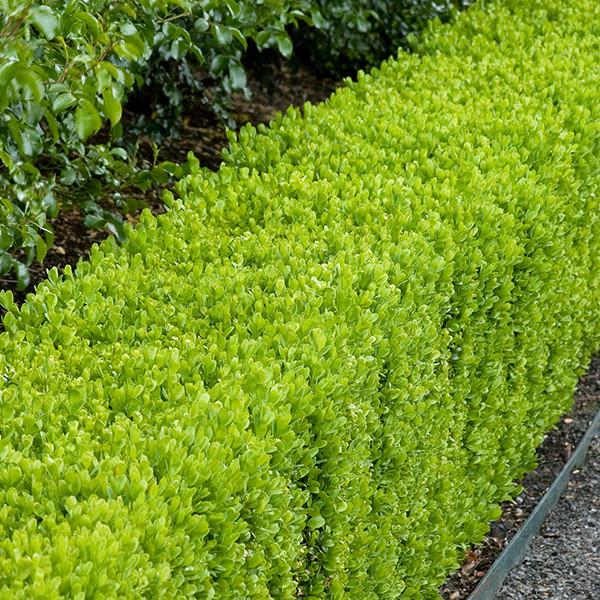 TopBuxus Health mix 40 tabletten meststof voor buxus