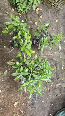 Gratis af te halen: 14 mooie, gezonde skimmia's