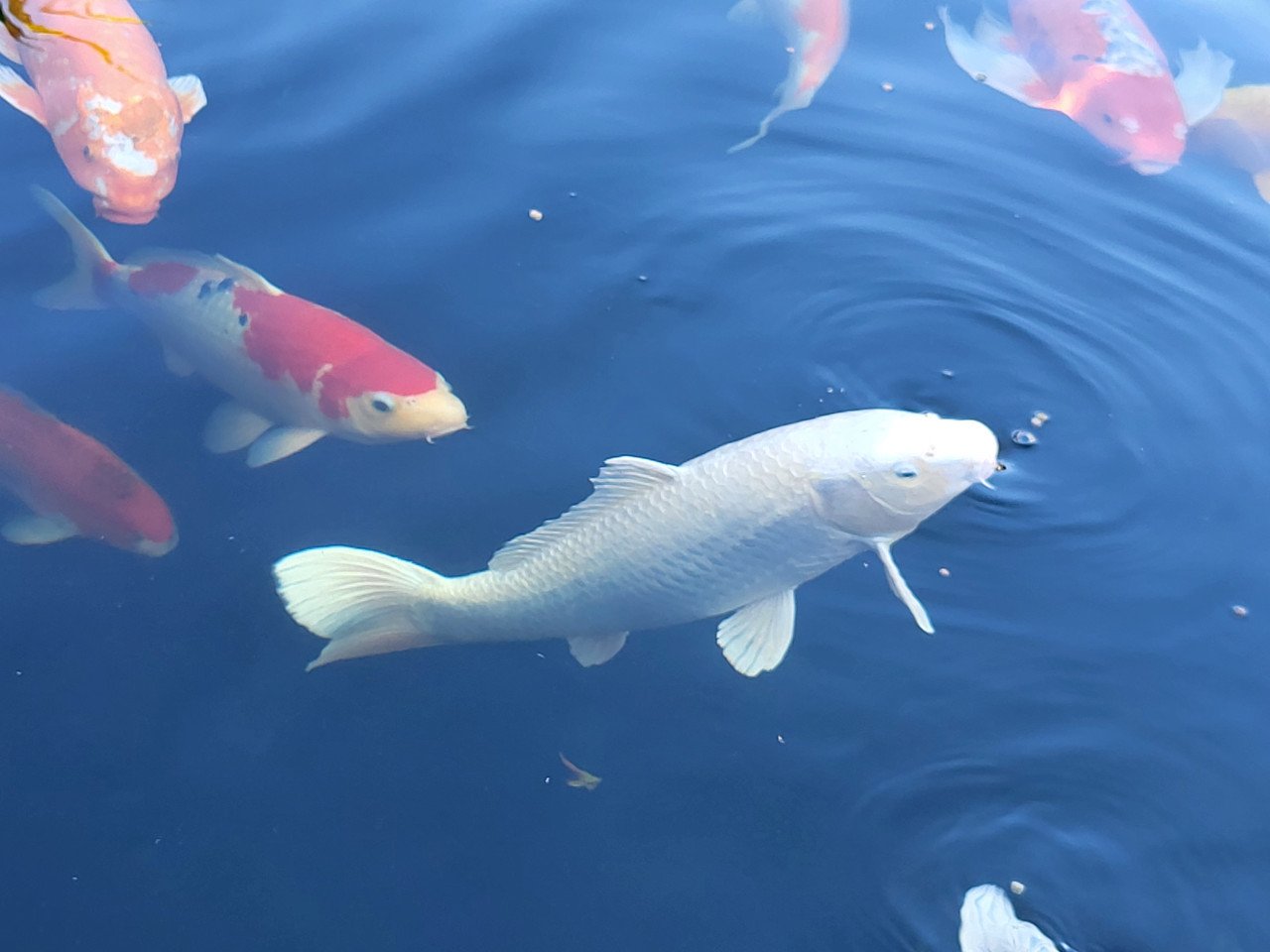 Koi's
