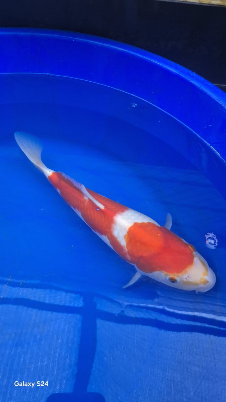 2 x kohaku