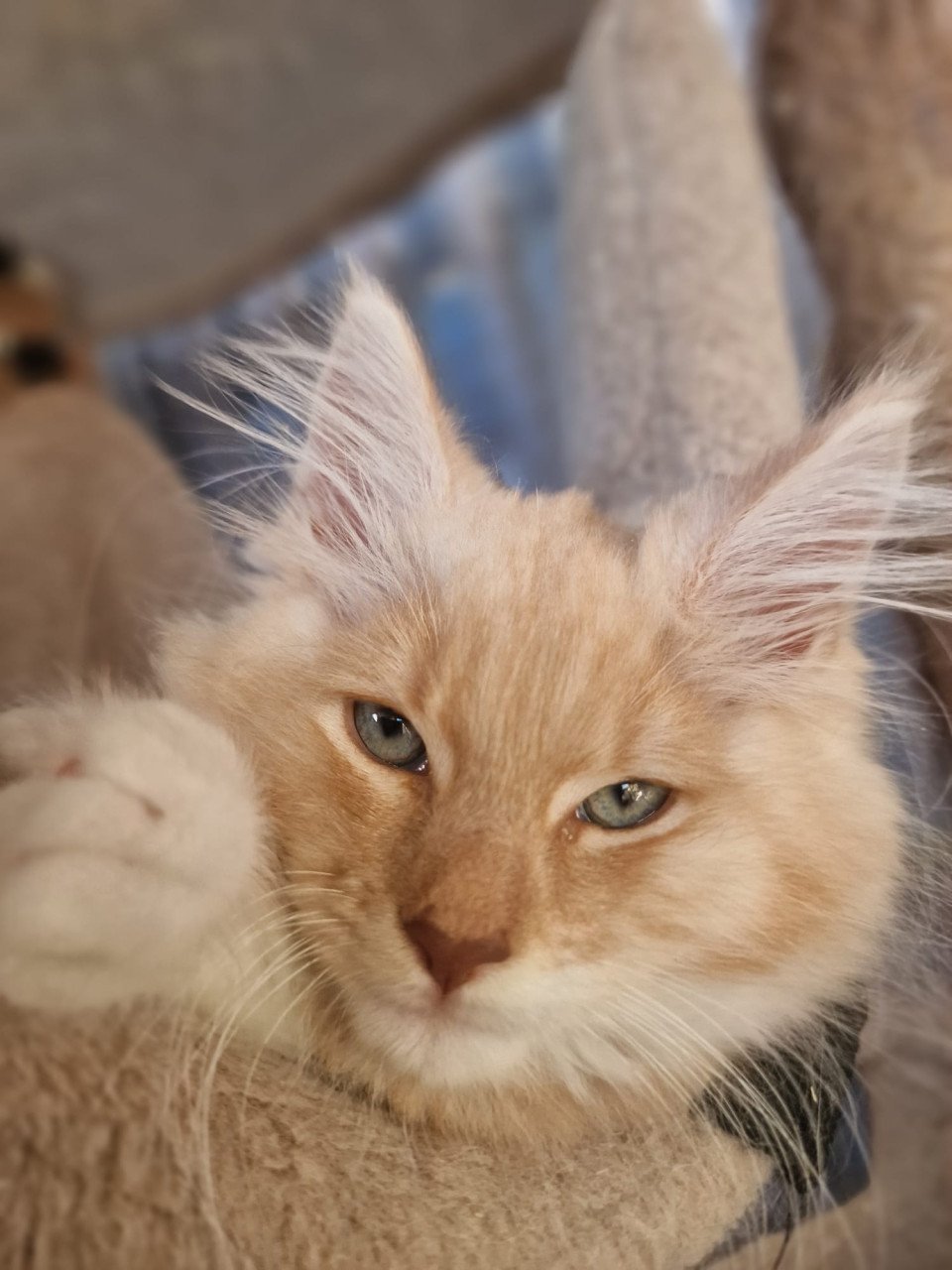 Te koop mooie lieve stoere Maine Coon katertje