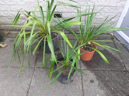 Yucca's