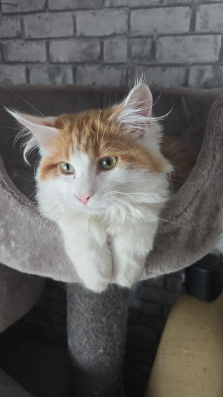 Prachtig maine coon katertje met stamboom