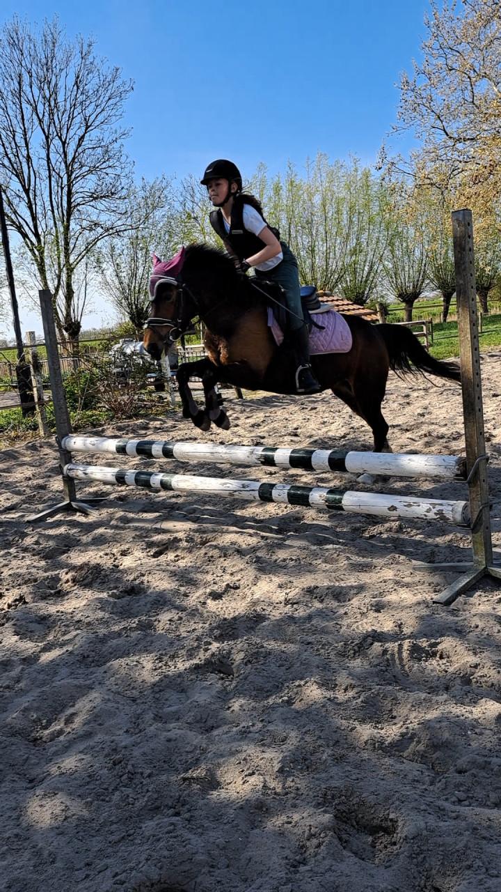 Knappe C pony merrie