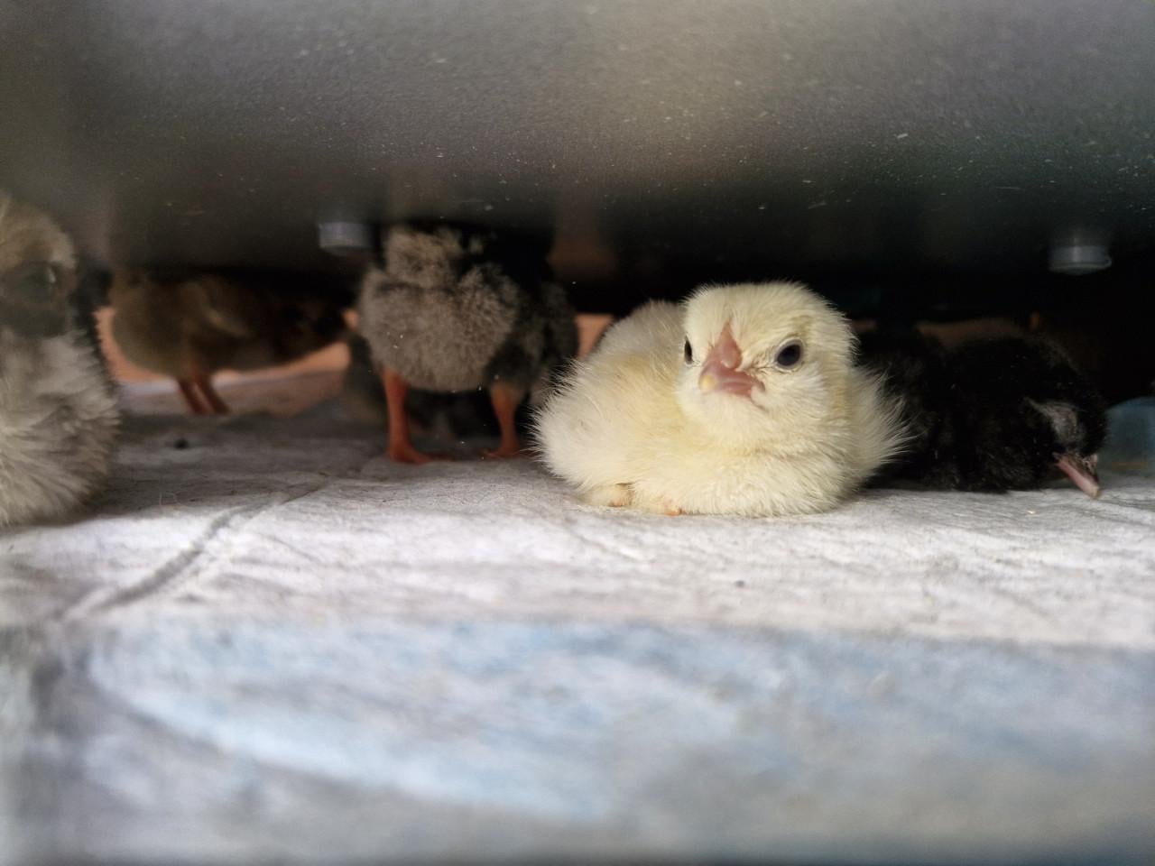 Cochin kriel Babyboom!