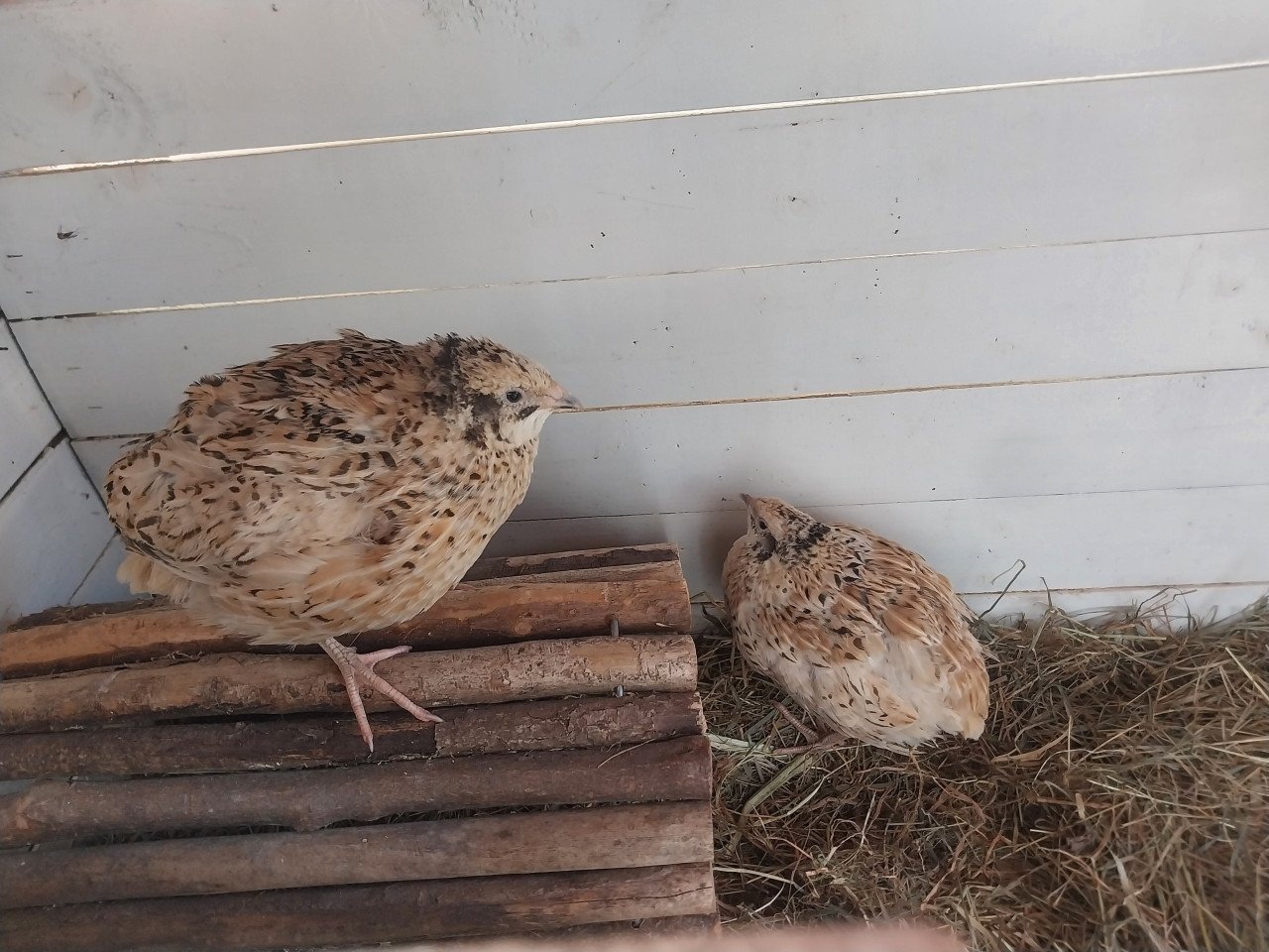 2 kwartel hennen