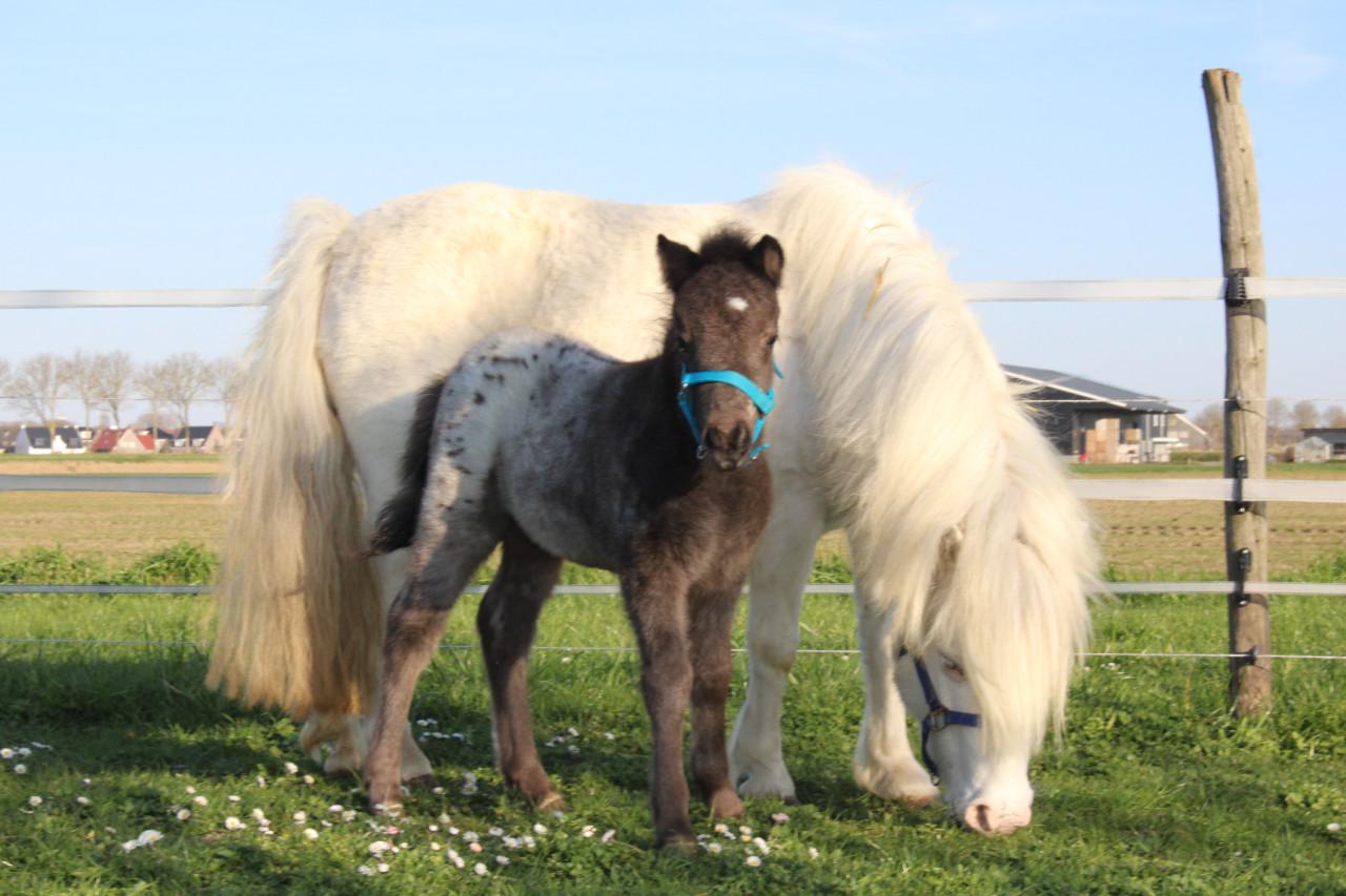 Prachtige appaloosa mini-paardjes
