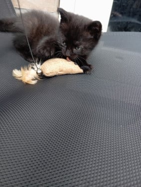 Kitten mannetje