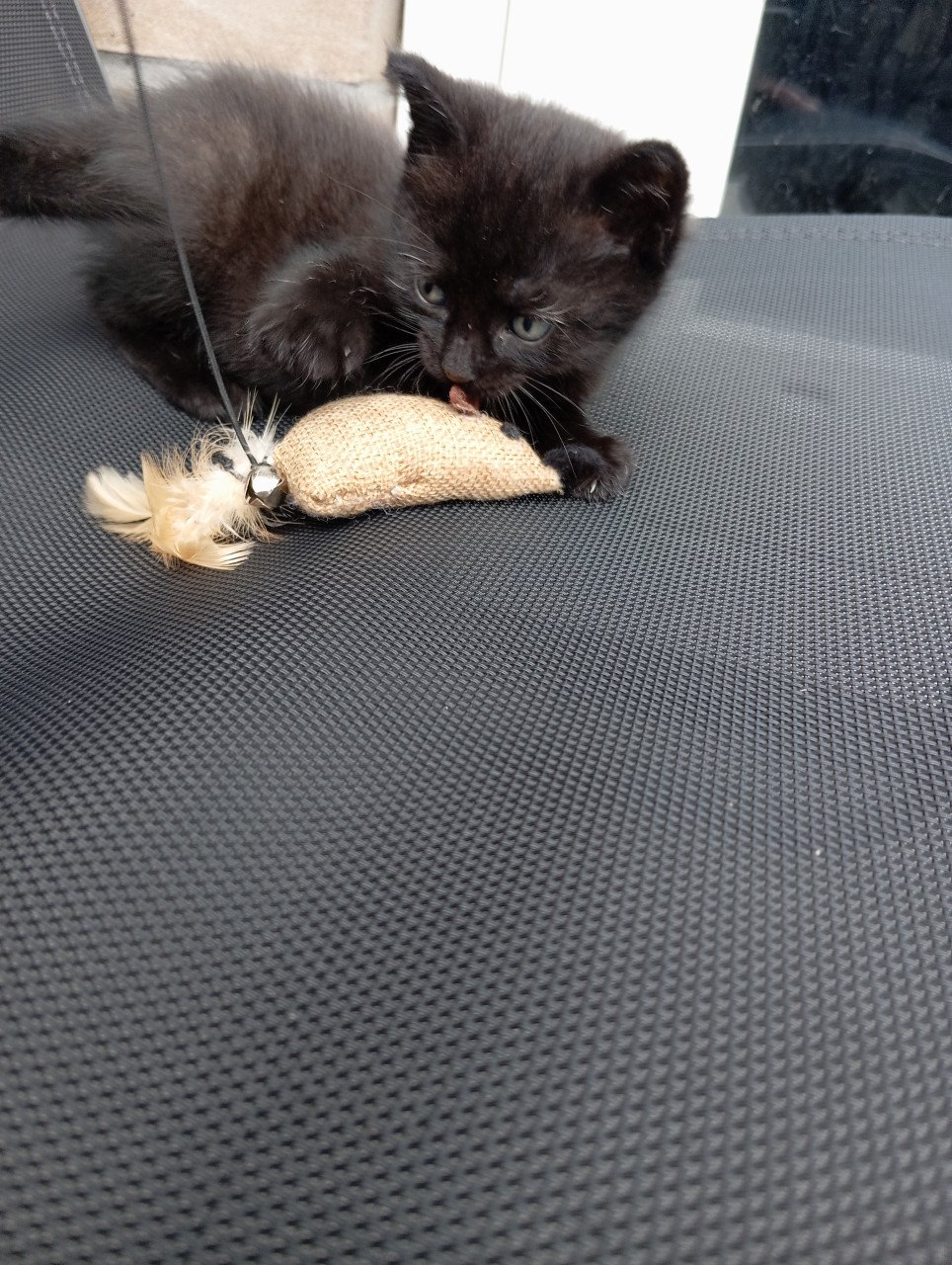Kitten mannetje
