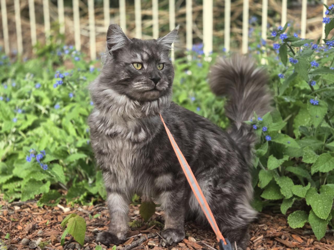 Prachtige maine coon dekkater