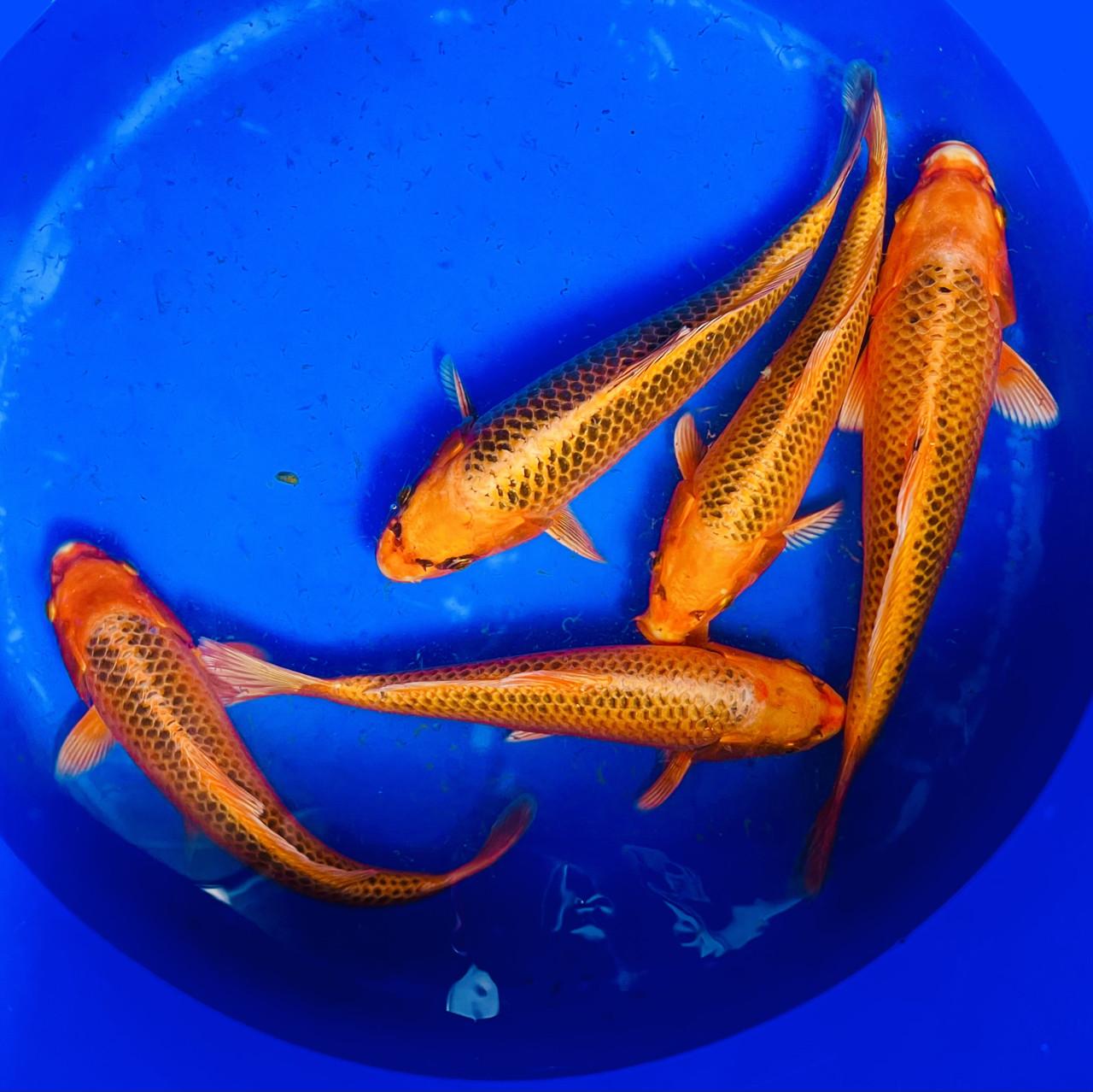 HQ Japanse Tosai 16-20cm en meer diverse koi!