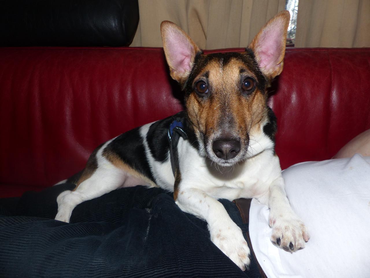 Reutje super leuk boerenfox/jack russel inbraakpreventief 2 jaar zoekt baas