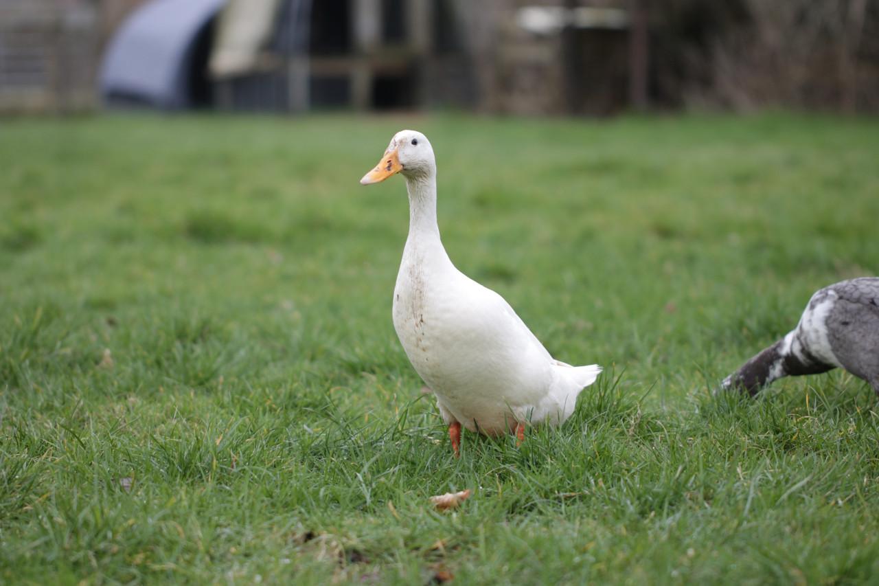 Broedeieren loopeenden