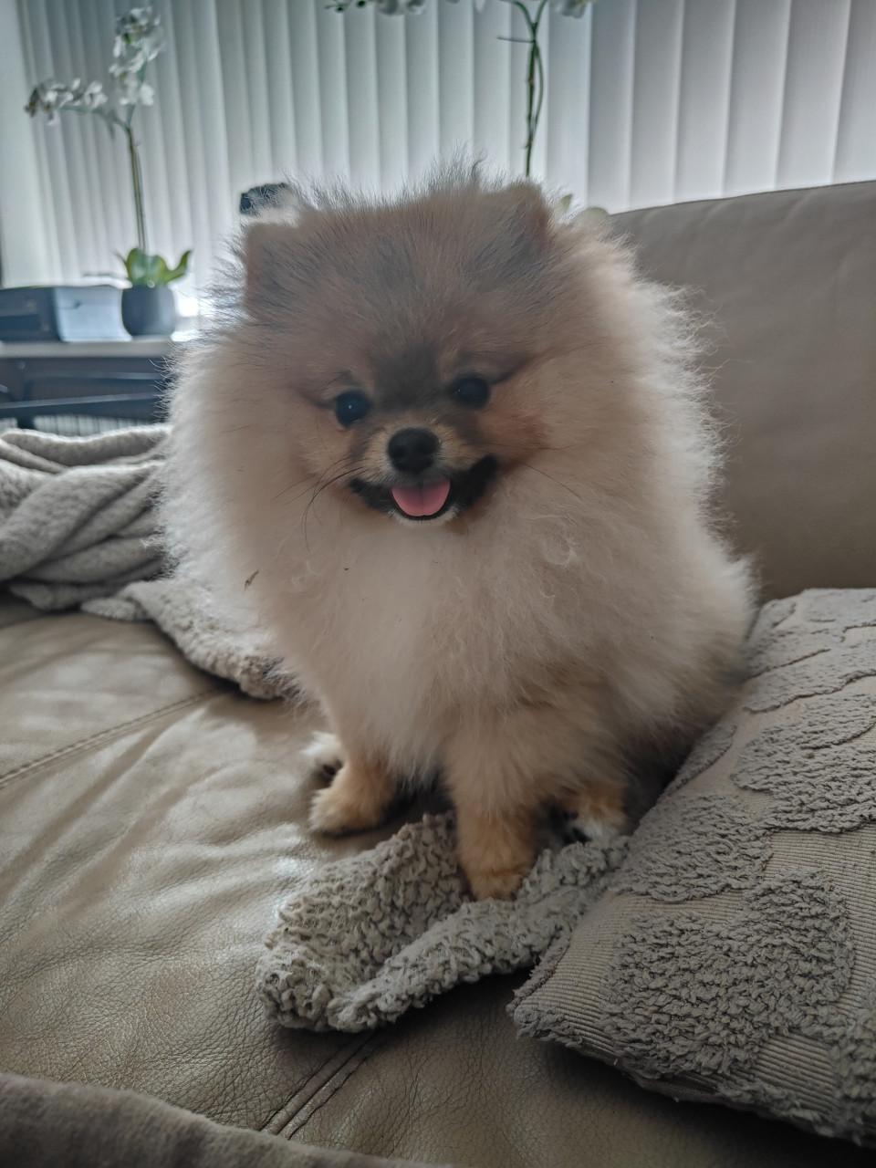 Pomeriaan zoekt gouden huisje